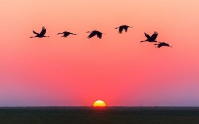 Match the officially designated bird with it’s country