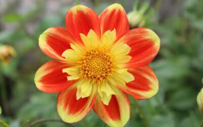 Quiz – Flowers Of The World