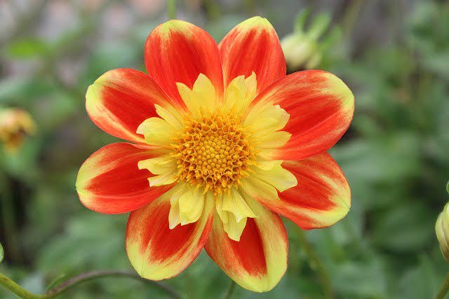 National Flowers - Garden Dahlia